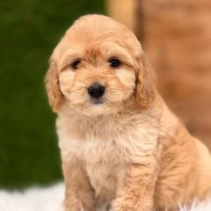 Goldendoodle (Golden Cachorro)