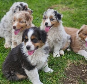 Pastor Ovejero Australiano