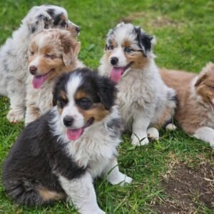 Pastor Ovejero Australiano