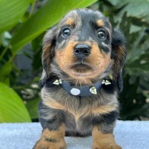 Teckel Dachshund