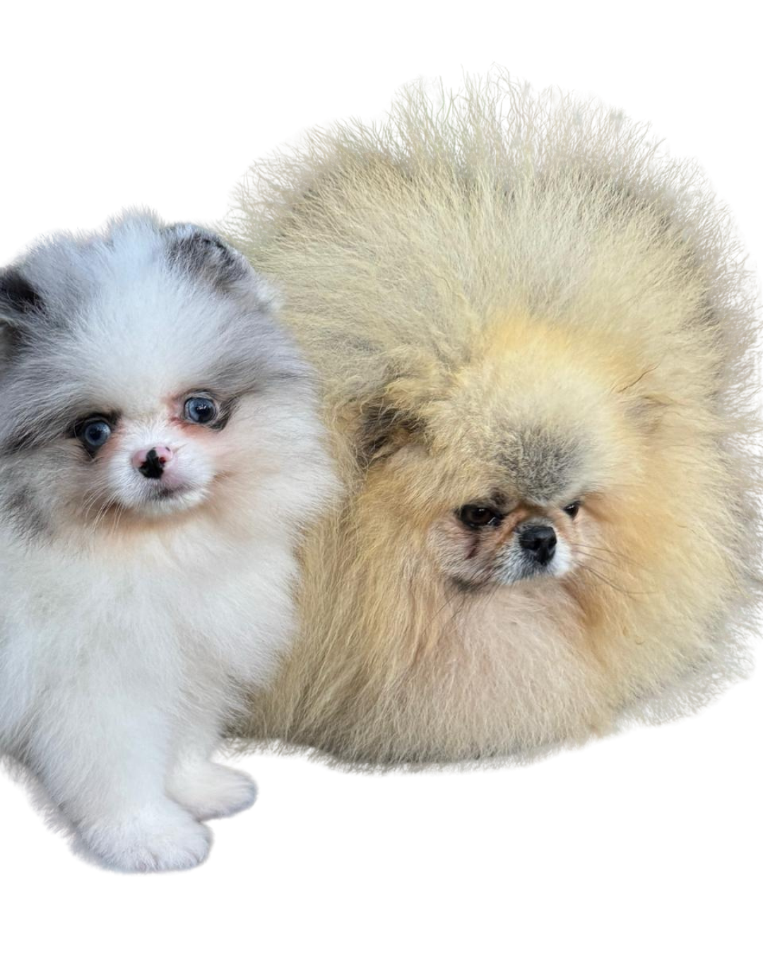 Sin título (Post de Instagram (45)) (11)