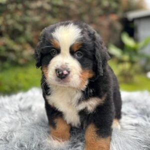 Bernés de la Montaña