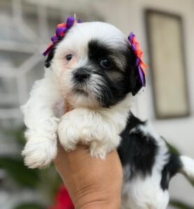 Shih Tzu