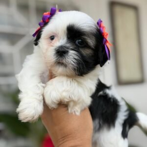 Shih Tzu