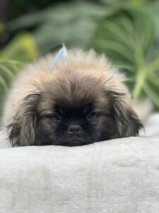 Pekinés