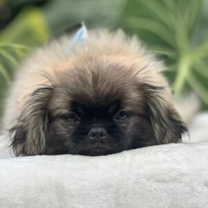 Pekinés