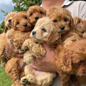 Cavapoo