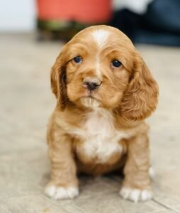 Cocker Spaniel