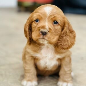 Cocker Spaniel