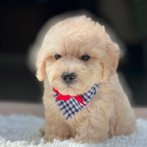 Maltipoo | Cachorros Colombia