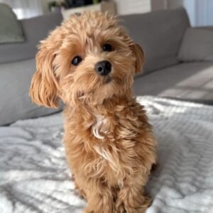 Maltipoo